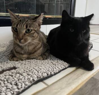 Rescue Domestic Medium Hair Cats for Adoption in Elk Grove, California - Moon (Bonded With Sun) | PetCurious