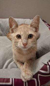 Carnegie 4290 -  Domestic Short Hair Cat for Adoption in Dallas, Texas - Carnegie 4290 | PetCurious