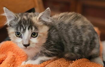 Rescue Domestic Short Hair Cats for Adoption in San Jose, California - Holly | PetCurious