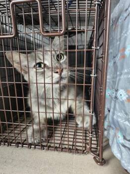 LELEK -  Domestic Short Hair Cat for Adoption in San Antonio, Texas - LELEK | PetCurious