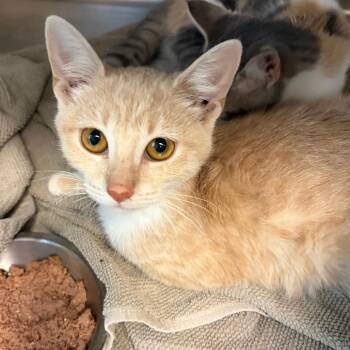 Frankie Stein -  Domestic Short Hair Cat for Adoption in Nashville, Tennessee - Frankie Stein | PetCurious