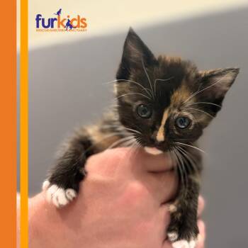 Bombshell -  Domestic Short Hair Cat for Adoption in Cumming, Georgia - Bombshell | PetCurious