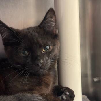 Digital Wallet -  Domestic Short Hair Cat for Adoption in York, Pennsylvania - Digital Wallet | PetCurious