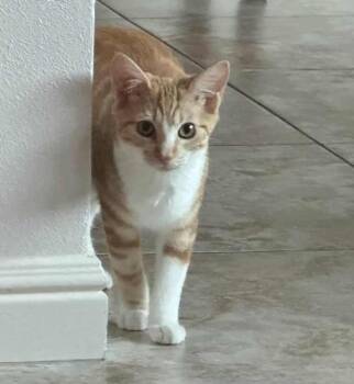 Tabby Cats Available for Adoption - Maple | PetCurious