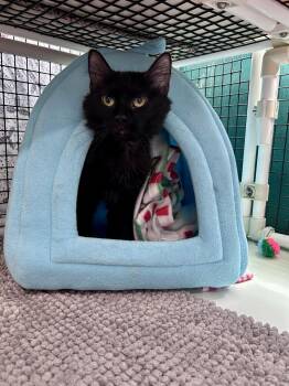 Domestic Medium Hair Cats Available for Adoption in Altoona, Pennsylvania - Claire Elizabeth | PetCurious