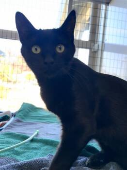 DAHLIA* -  Domestic Short Hair Cat for Adoption in Santa Cruz, California - DAHLIA* | PetCurious