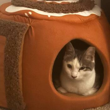 Sprite -  Domestic Short Hair Cat Available for Adoption - Sprite | PetCurious