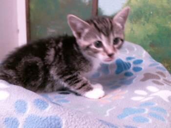 Domestic Short Hair Cats Available for Adoption in Houston, Texas - OREGANO | PetCurious