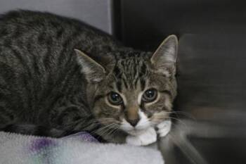Friskie -  Domestic Short Hair Cat for Adoption in Brunswick, Georgia - Friskie | PetCurious