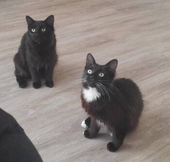 Raspberry & Rufus -  American Shorthair and Domestic Long Hair Cat for Adoption in Milton, Florida - Raspberry & Rufus | PetCurious