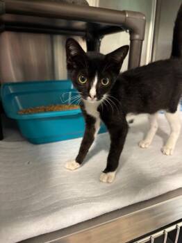 Sundae -  Domestic Short Hair Cat for Adoption in Metter, Georgia - Sundae | PetCurious