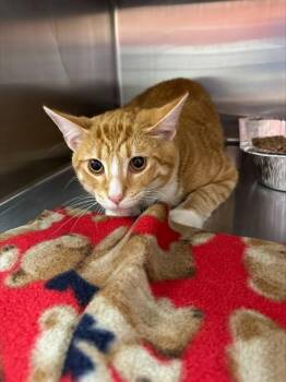 JJ -  Domestic Short Hair Cat for Adoption in Louisville, Kentucky - JJ | PetCurious