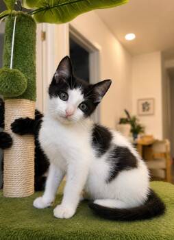 Polka & Dot BONDED SIBLINGS -  Domestic Short Hair Cat for Adoption in Boca Raton, Florida - Polka & Dot BONDED SIBLINGS | PetCurious