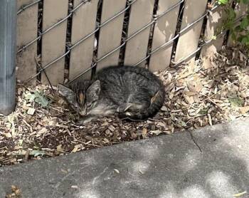 DAWN -  Domestic Short Hair Cat for Adoption in Stockton, California - DAWN | PetCurious
