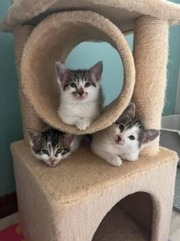 Golden Nugget -  Domestic Short Hair Cat Available for Adoption in Union Grove, Wisconsin - Golden Nugget | PetCurious