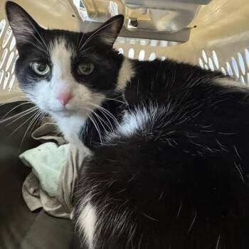 Ace -- Bonded Buddy With Binky -  Domestic Short Hair Cat for Adoption in Des Moines, Iowa - Ace -- Bonded Buddy With Binky | PetCurious