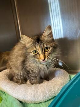 Mazy -  Domestic Medium Hair Cat Available for Adoption in Metter, Georgia - Mazy | PetCurious