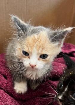 Bronte -  Domestic Short Hair Cat for Adoption in Newnan, Georgia - Bronte | PetCurious