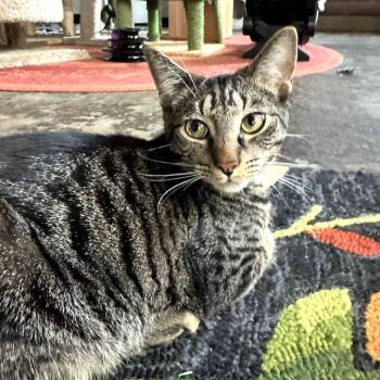 Rescue Domestic Short Hair Cats for Adoption in Huntsville, Alabama - Bucky | PetCurious