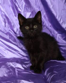 Rescue Domestic Medium Hair Cats for Adoption in Rock Falls, Illinois - Crush | PetCurious