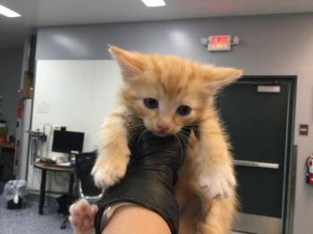 TYGA -  Domestic Short Hair Cat for Adoption in Thousand Palms, California - TYGA | PetCurious