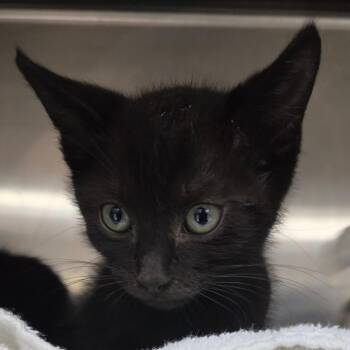 Happy -  Domestic Short Hair Cat for Adoption in Lakeland, Florida - Happy | PetCurious