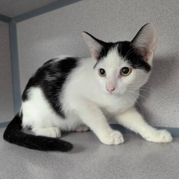 Hello Bello -  Domestic Short Hair Cat for Adoption in Evansville, Indiana - Hello Bello | PetCurious