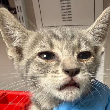 Pandeiro -  Domestic Short Hair Cat for Adoption in Yuma, Arizona - Pandeiro | PetCurious