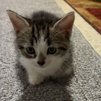 TIPPY -  Domestic Short Hair Cat for Adoption in Ben Avon, Pennsylvania - TIPPY | PetCurious