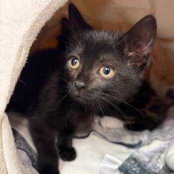 Jo -  Domestic Long Hair Cat for Adoption in Morristown, Vermont - Jo | PetCurious