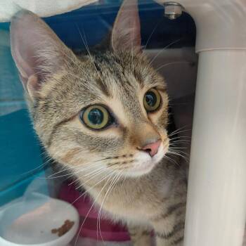 Domestic Short Hair Cats Available for Adoption in Philadelphia, Pennsylvania - Leia | PetCurious