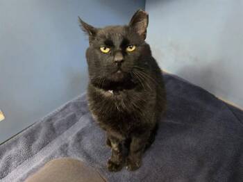 Domestic Short Hair Cats Available for Adoption in Martinez, California - MAGE | PetCurious