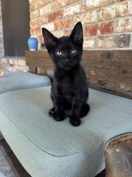 Rescue Domestic Short Hair Cats for Adoption in Rockwall, Texas - Tory | PetCurious