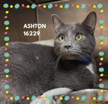 Domestic Short Hair Cats Available for Adoption - ASHTON | PetCurious