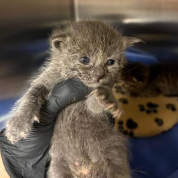 Kitten #1 -  Domestic Short Hair Cat for Adoption in Keizer, Oregon - Kitten #1 | PetCurious