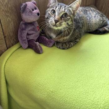 Tabby Cats Available for Adoption in Linden, New Jersey - Lily | PetCurious