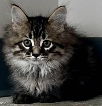 Edgar Allan Toes -  Domestic Long Hair Cat for Adoption in Sandusky, Michigan - Edgar Allan Toes | PetCurious