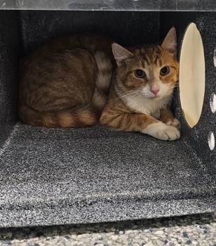 Corn Flake -  Domestic Short Hair Cat for Adoption in Athens, Tennessee - Corn Flake | PetCurious