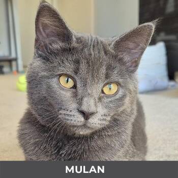 Mulan -  Domestic Short Hair Cat for Adoption in Toronto, Ontario - Mulan | PetCurious