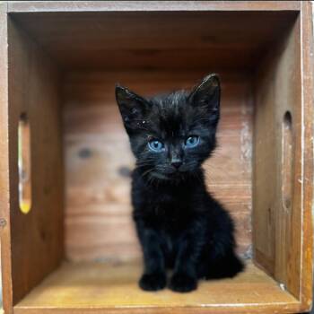 Rescue Domestic Short Hair Cats for Adoption in Lawrenceville, Georgia - Jack Skellington | PetCurious