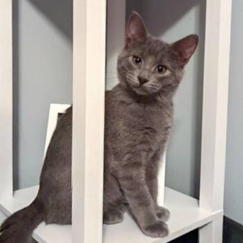 Domestic Short Hair Cats Available for Adoption - Misty | PetCurious