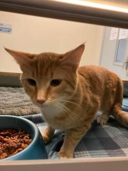 Butters -  Domestic Short Hair Cat Available for Adoption in Suffolk, Virginia - Butters | PetCurious