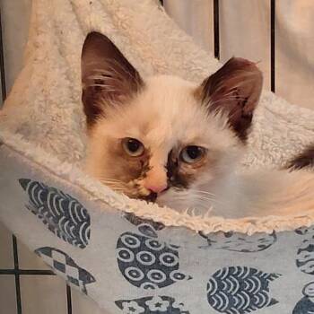 Athena -  Domestic Short Hair Cat for Adoption in Grantsville, Utah - Athena | PetCurious