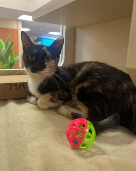 CHLOE -  Domestic Short Hair Cat for Adoption in Thousand Palms, California - CHLOE | PetCurious