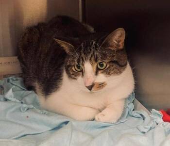 Rescue Domestic Short Hair Cats for Adoption in Ashland, Virginia - Graham | PetCurious