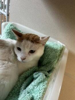 Domestic Short Hair Cats Available for Adoption - 91001a Cyrus | PetCurious