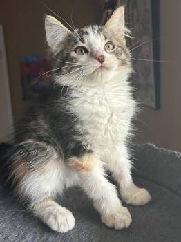 Domestic Medium Hair Cats Available for Adoption in Calera, Alabama - Cali | PetCurious