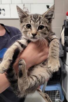 Kiana -  Domestic Short Hair Cat for Adoption in Hopkinsville, Kentucky - Kiana | PetCurious