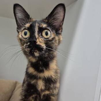 Ysma -  Domestic Short Hair Cat Available for Adoption in Jasper, Indiana - Ysma | PetCurious