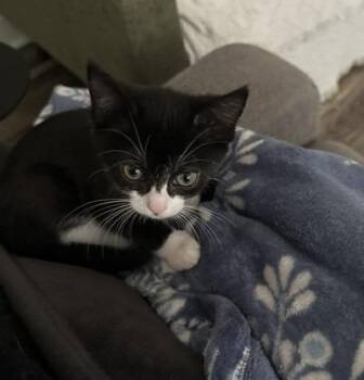 Domestic Short Hair Cats Available for Adoption in Youngsville, North Carolina - Diamond26 | PetCurious